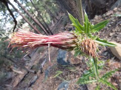 Cirsium arizonicum
