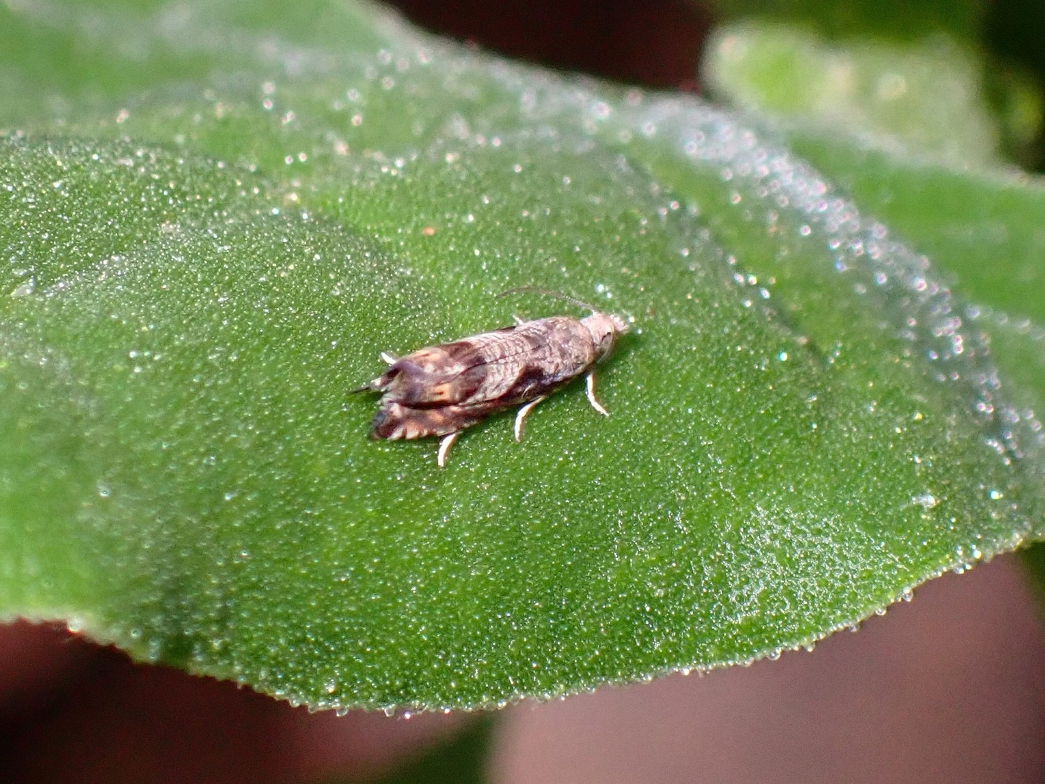 Selania leplastriana