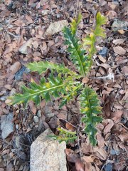 Cirsium arizonicum