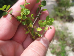 Phyllanthopsis phyllanthoides