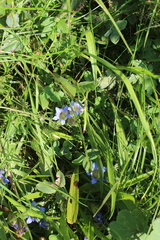 Gentiana septemfida
