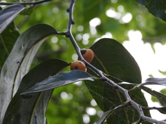 Diospyros maritima