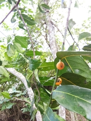 Diospyros maritima