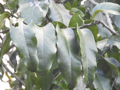 Diospyros maritima