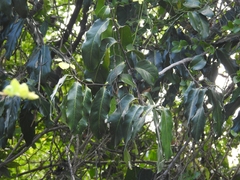Diospyros maritima