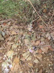 Ipomopsis multiflora