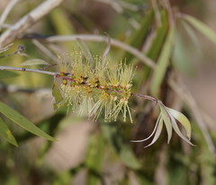 Melaleuca fluviatilis