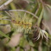 Melaleuca fluviatilis - Photo (c) Reiner Richter, some rights reserved (CC BY-NC-SA), uploaded by Reiner Richter