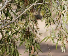 Melaleuca fluviatilis