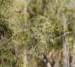 Melaleuca fluviatilis