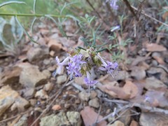 Ipomopsis multiflora