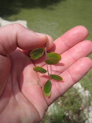 Phyllanthopsis phyllanthoides
