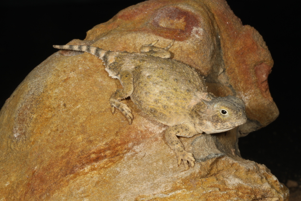 Round-Tailed Horned Lizard