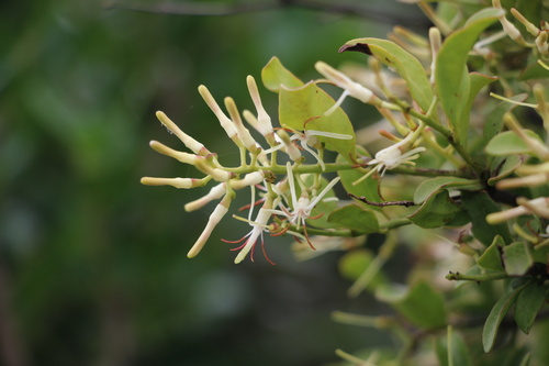 Woods Dainty Mistletoe (Helixanthera woodii)