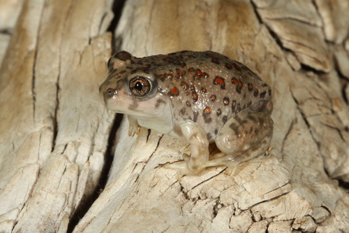 Plains Spadefoot