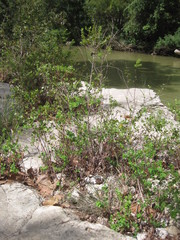 Phyllanthopsis phyllanthoides