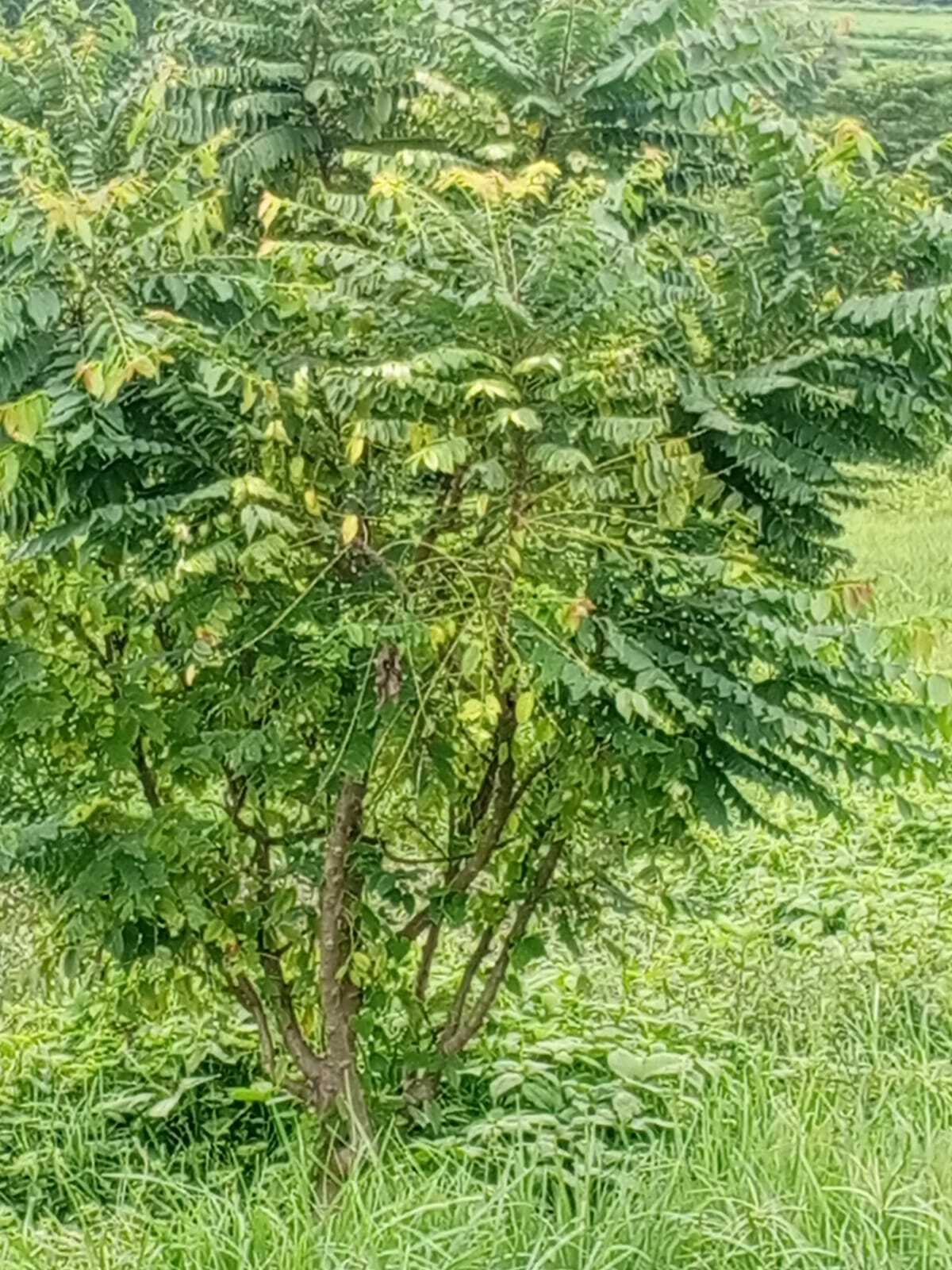 Imagem de Groselha Branca