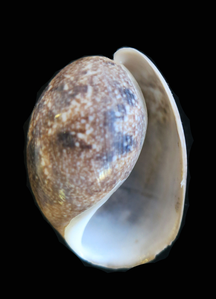 Bulloidea