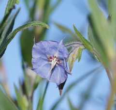 Trichodesma zeylanicum