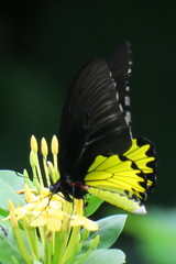 Troides helena cerberus