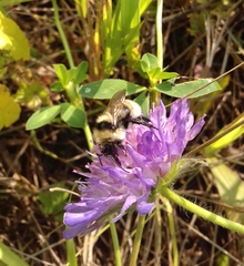 Bombus subterraneus