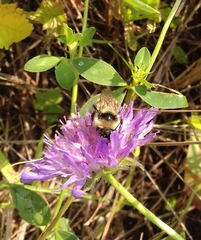 Bombus subterraneus