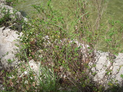 Phyllanthopsis phyllanthoides