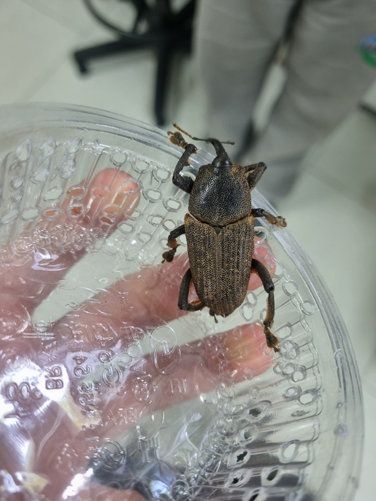 Homalinotus validus