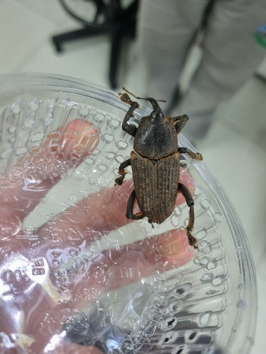 Homalinotus validus