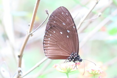 Euploea tulliolus ledereri