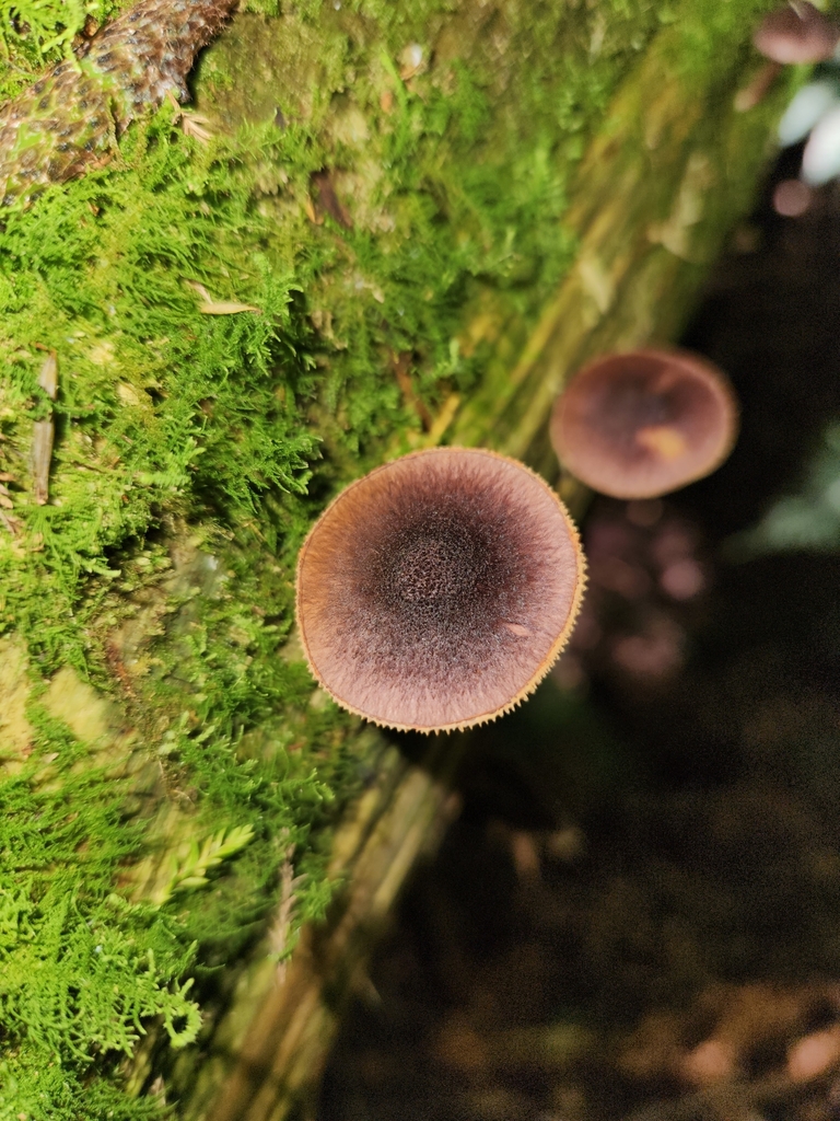 Gymnopilus purpuratus · February 2025 · photo: © archie_tarn (iNaturalist, cc-by)
