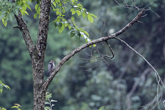 Dendrocoptes auriceps