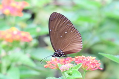 Euploea tulliolus ledereri