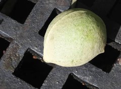 Aleurites moluccanus