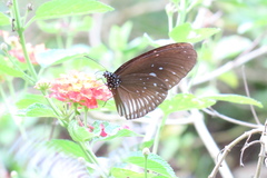 Euploea eyndhovii gardineri