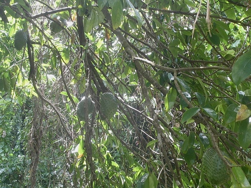 Annona muricata - Whole tree