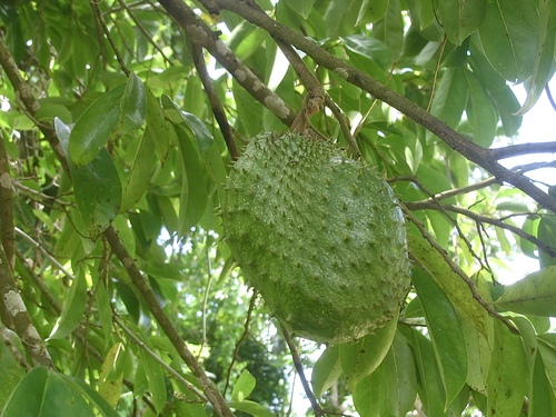 Annona muricata - Leaves