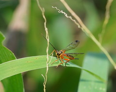 Echthromorpha agrestoria