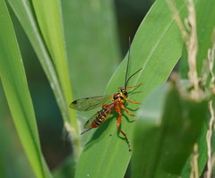 Echthromorpha agrestoria