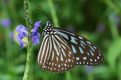 Ideopsis vulgaris macrina