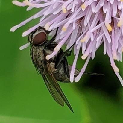 Lesser house fly