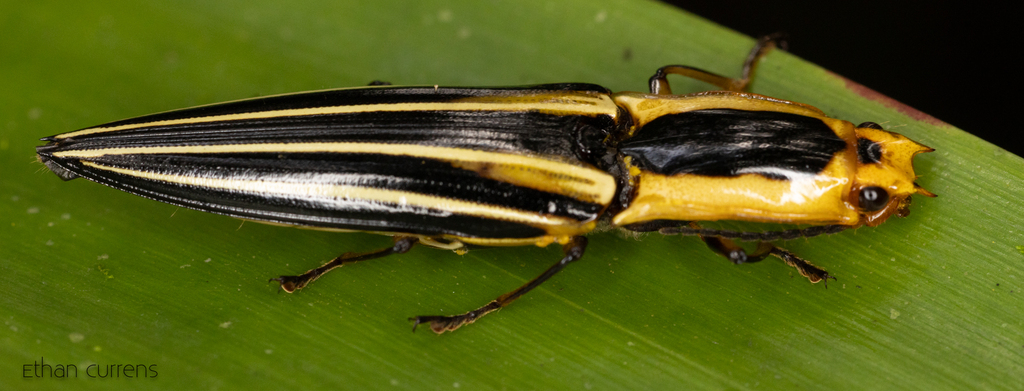 Semiotus taeniatus