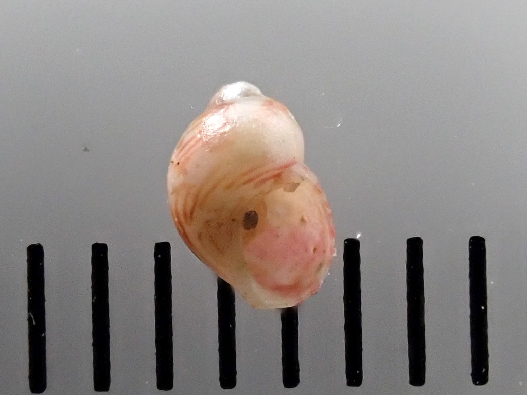Tricolia picta