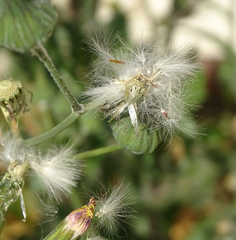 Sonchus oleraceus image