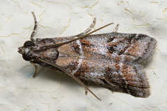 Macaronesiana loxogramma