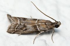 Macaronesiana loxogramma