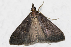 Mecyna asinalis
