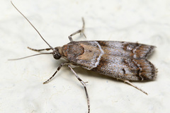 Macaronesiana loxogramma