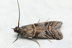 Macaronesiana loxogramma