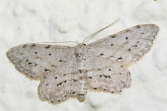 Idaea atlantica